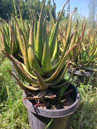 Image result for Aloe cameronii