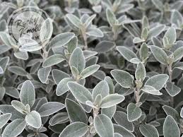 Image result for Senecio forbesii