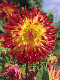 Store rules and standards nobody is required to come in. Buy Dahlias Dahlia Vuurvogel Award Winning Harts Nursery