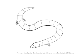 Sep 09, 2017 · posted in: Learn How To Draw A Caecilian Amphibians Step By Step Drawing Tutorials