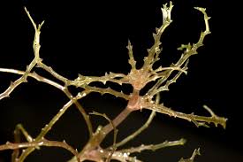 Image result for Najas horrida