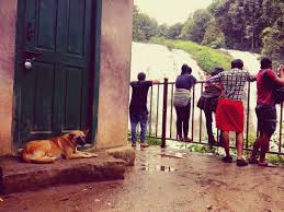 How to make a dog stay. Ladies Gentlemen I Am A Dog In Abbey Falls I Stay A Safe Distance Away From Tourists Travellers Are Another Breed Thou Instagram Feed You Poem Green Door