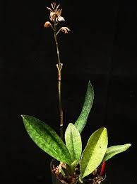 Image result for Oeceoclades maculata