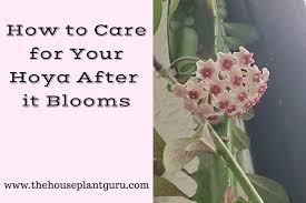 Image result for hoya plant flower