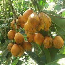 Image result for Garcinia