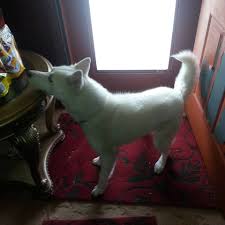 Husky puppies for adoption in indiana. Nwi Siberian Husky Puppies 219 487 8919 Northwest Indiana Lake And Porter Home Facebook