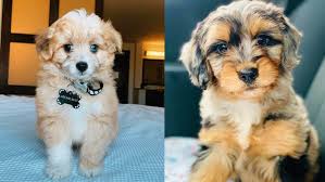 Aussiedoodle puppies for sale and dogs for adoption in florida, fl. Aussiedoodle 12 Surprising Facts You Should Know About