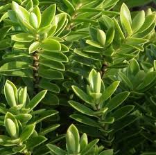 Image result for shrubby veronica hebe