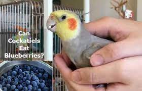 Maybe you would like to learn more about one of these? Can Cockatiels Eat Blueberries Or Blackberries Cockatiel Review