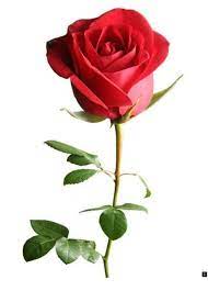 Learn More About Roses Just Click On The Link For More Information Enjoy The Website Beautiful Rose Flowers Amazing Flowers Beautiful Flowers