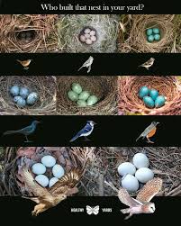 Garden Bird Birds And Their Eggs Pictures Pin By Annette Velasquez Hlebinsky On Gardening In 2020 Identify Bird Eggs Bird Eggs Eggs