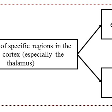 The Cannon Bard Theory Download Scientific Diagram