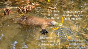 Image result for Platterpus