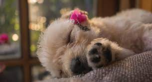 Can the net harness a bunch of volunteers to help bring books in the public domain to life through podcasting? Teacup Golden Retriever The Pint Sized Version Of Your Family Pet
