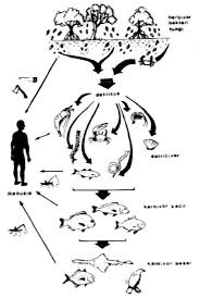 Adapun alur dari rantai makanan detritus dapat dilihat pada gambar berikut Rantai Makanan Ekosistem Pantai Pdf Zhan Naumtoyan Site