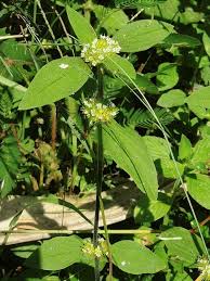 Image result for Mitracarpus