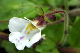 Image result for Diclis