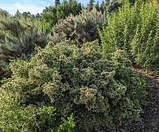 Image result for Commicarpus pilosus