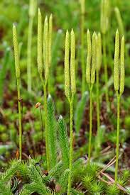 Image result for Lycopodium