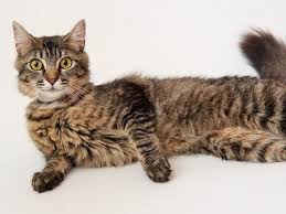 This is a medium hair breed that has a wild appearance. Medium Hair Tabby Cat Online