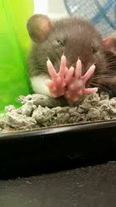 Rat Hands Cute Rats Pet Rats Animals Beautiful