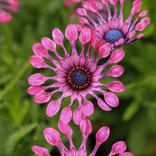 Image result for foto Osteospermum