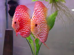 Pin On Fish