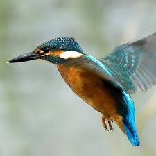 Amami – The Island Of Wild Birds (Essay) | Animals Of Forest | Horizon