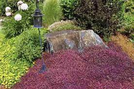 Colorful Groundcovers Can Fill Large Areas With Low Maintenance High Impact Blooms These Easy Grow Perennials Will Brig Ground Cover Plants Plants Cool Plants