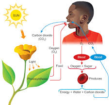 In animal cells, energy is produced from food (glucose) via the process of cellular respiration. Oxygen Carbon Dioxide And Energy Ck 12 Foundation
