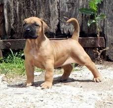 Presa Canario American Bulldog Puppies Presa Canario Mastiff Breeds
