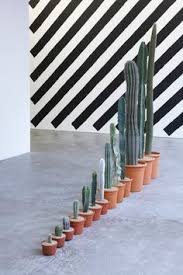Bandit cactus has a lot of ammo and doesn't zoom super far when you aim. 290 Cactus Ideas Cactus Succulents Cacti And Succulents
