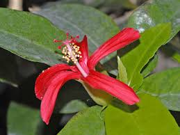 Image result for Hibiscus mechowii