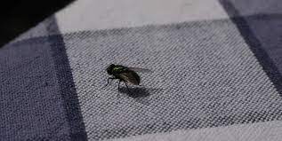 Fly control can be difficult and sometimes unobtainable even when all sanitation and preventive measures are taken as they will still live in the soil. How To Get Rid Of House Flies Tips For Killing Flies