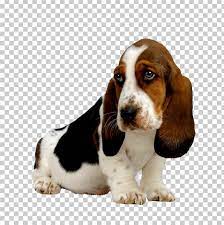 Basset Hound Puppy Beagle Basset Artesien Normand Bloodhound Png Clipart American Kennel Club Animals Basset Basset