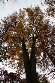 Hedgeballs, hedgeapples, monkey balls, osage orange, mock oranges, horse apples, brainfruit, and green brain. Sweetgum Delaware Trees