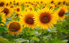 But you can also find several other colors, from pale yellow to bright orange, or red and maroon. How To Grow Sunflowers Reader S Digest Australia