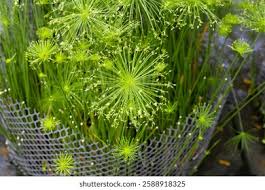 Image result for Cyperus prolifer