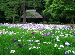 tokyo koishikawa korakuen garden