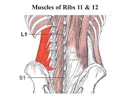 Muscle anatomy drawing 12 photos of the muscle anatomy drawing anatomy muscle … Rib Review Ppt Video Online Download