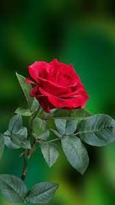 ⬇ descargue fotos de mariposas gran banco de imágenes de stock millones de fotos sin royalties de la mejor calidad a precios asequibles 750 Ideas De Rosas Y Flores Hermosas En 2021 Rosas Flores Rosas Bonitas