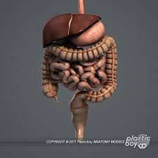 Pin On Anatomy