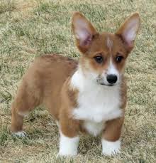 Don't miss what's happening in your neighborhood. Corgi For Sale Colorado