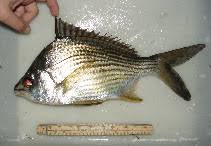 Mojarra in a sentence and translation of mojarra in english dictionary with audio pronunciation by dictionarist.com. Eugerres Brasilianus Brazilian Mojarra Fisheries
