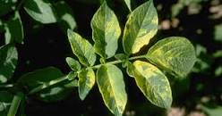 Alfalfa Mosaic Virus | USU