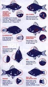 fish care tips keeping koi and goldfish alive this board will be used to pin problems and disease encountered in pet fish aquarium fish betta fish care