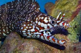 The prehistoric dragon goby has a long slender body much like an eel with purplish lavender body color. Hawaiian Dragon Eel 2 Electric City Aquarium Reptile Den