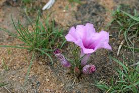 Image result for Ipomoea bolusiana