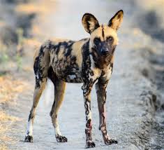 Discover african animals you've never heard of, and learn amazing facts about the ones you have! An Exhaustive List Of African Animals With Some Stunning Photos Animal Sake