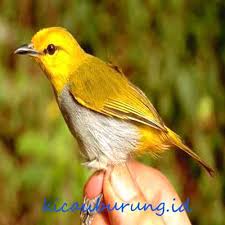 We did not find results for: 19 Jenis Pleci Ciri Fisik Warna Habitat Dan Gambarnya Hewan Id